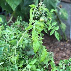 Meet your Posher, Kaelon